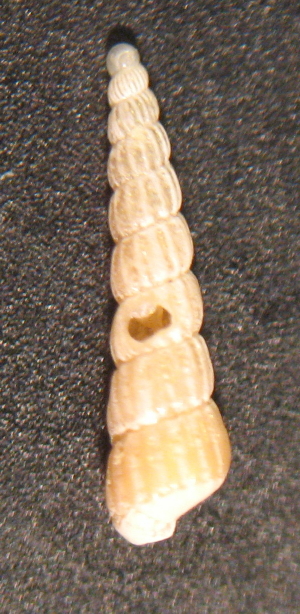 Turbonilla rufa